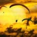 Seizing opportunity. Paragliders over a sunset